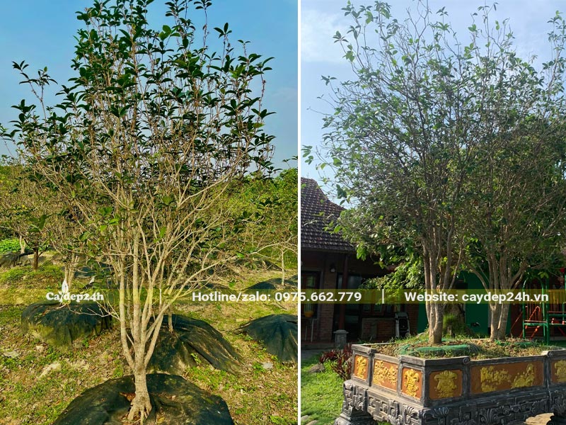 Mua cây Mộc Hương đã dâm ủ về trồng chậu đá trang trí trước nhà thờ họ