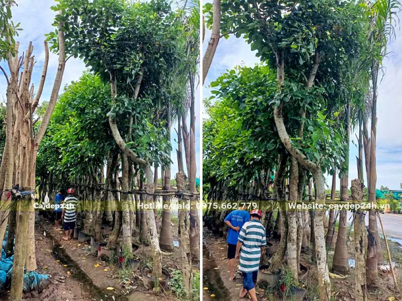 Khách hàng đang xem và chọn cây Osaka cổ thụ ngay tại vườn