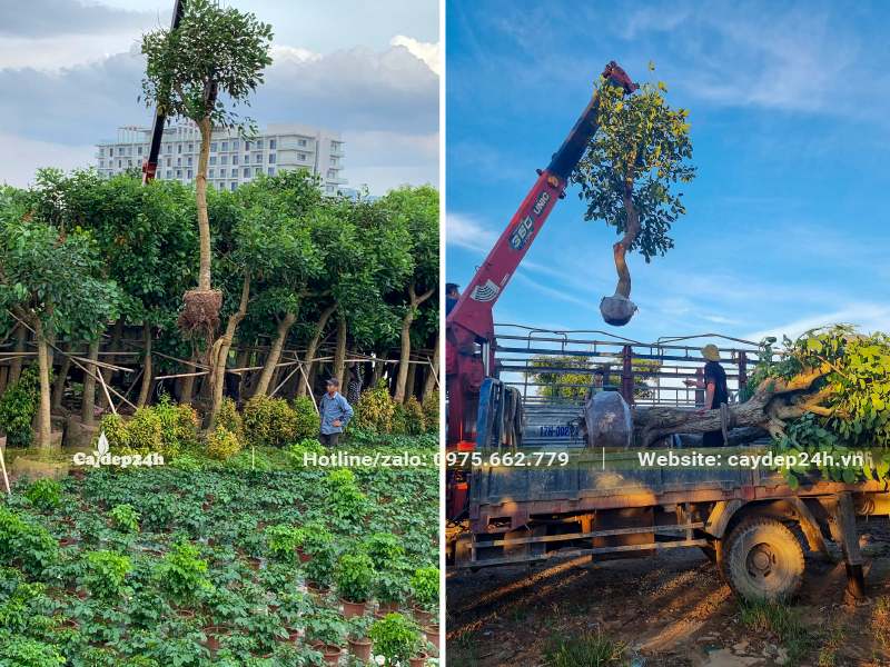 Dùng cần cẩu đưa cây Osaka đỏ cổ thụ, cây lâu năm kích thước lớn lên xe tải