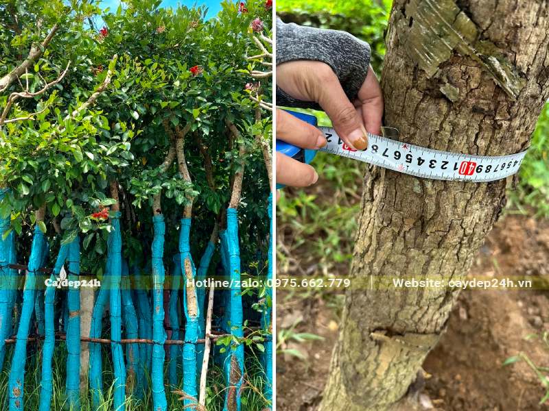 Cây oasaka đỏ vanh 45 - 50, chiều cao từ 4 - 5m