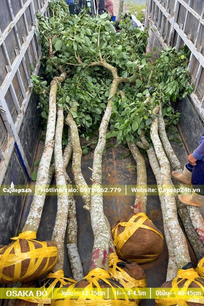 Xếp cây Osaka đỏ bứng thẳng, đã tỉa tay cành lên xe