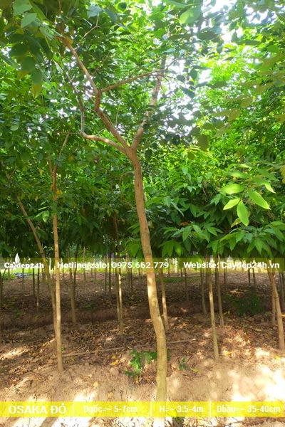 Vườn nuôi trồng cây hoa Osaka đỏ đường kính từ 5cm trở lên