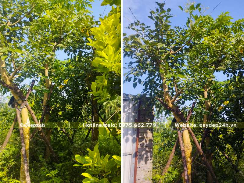 Cây trưởng thành đường kính thân 10 - 20cm, đã trồng được một thời gian, cành lá mới đang ra khá sum suê