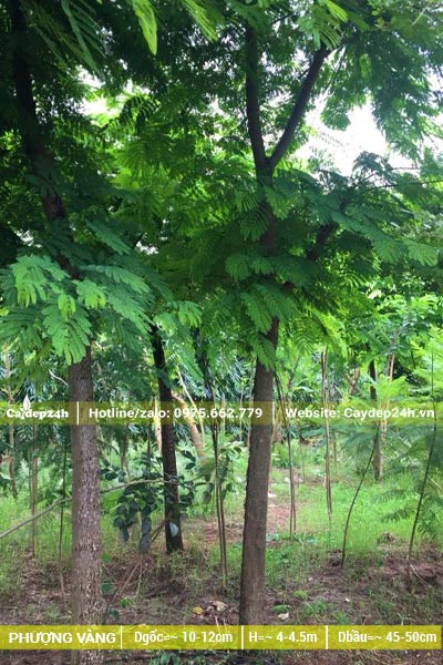 Vườn dâm ủ số lượng lớn cây Phượng hoa vàng công trình đường kính gốc từ 10cm trở lên