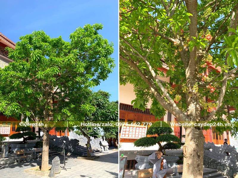 Cây Sala trồng ở chùa đang ra hoa