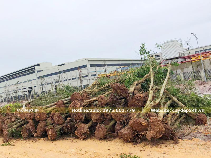 Tập kết số lượng lớn cây Sanh công trình đường kính gốc từ 20 - 25cm