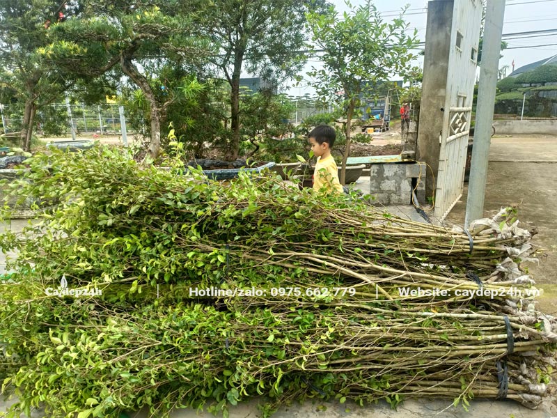 Một đống cây Sanh giống chiết cành cao 1,8 - 2m