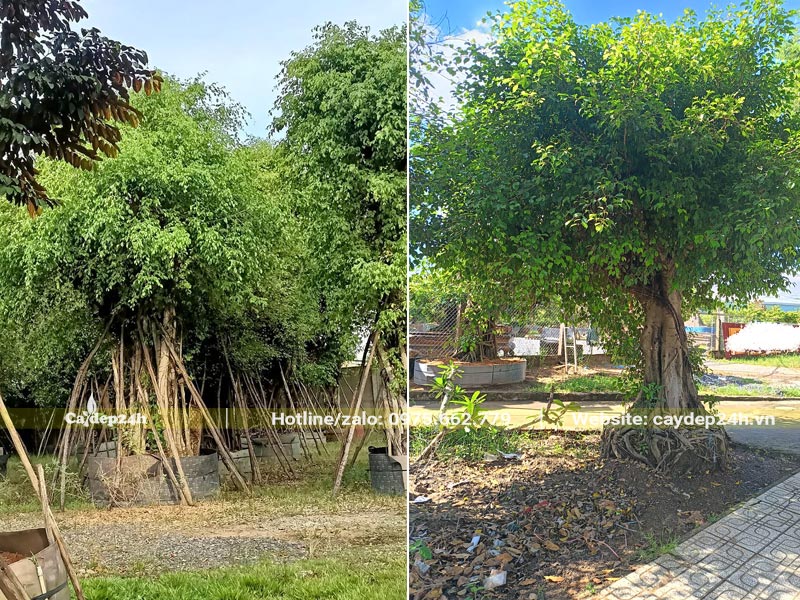 Những cây Sanh trồng lấy bóng mát chiều cao từ 4 - 6m