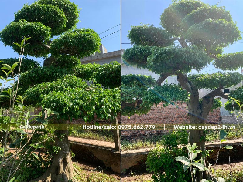 Cây Sanh cổ thụ vanh 80, tán tỉa đẹp