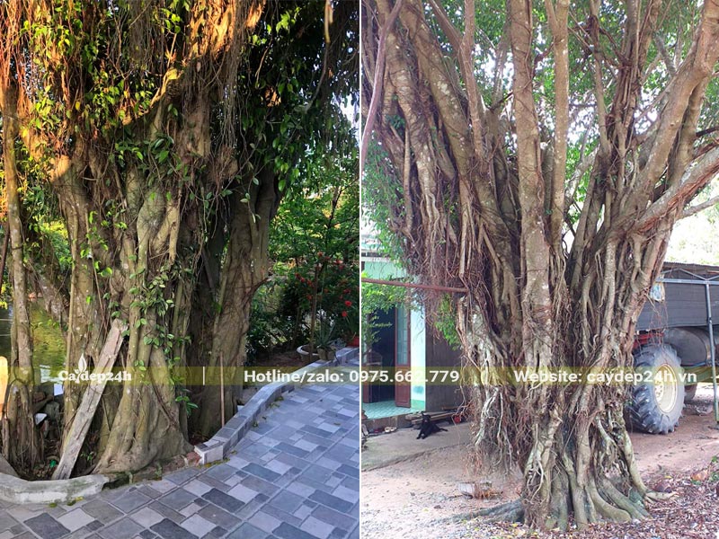 Sanh cổ thụ hàng chục năm tuổi, cao lớn trồng lấy bóng mát trước nhà
