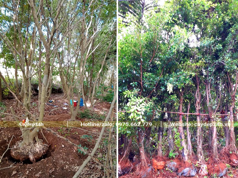 Cây Sanh mới bứng bầu và cây đã dâm ủ kỹ