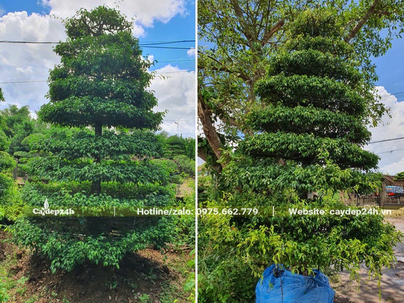 Cây Sanh bonsai tán hình tháp tròn