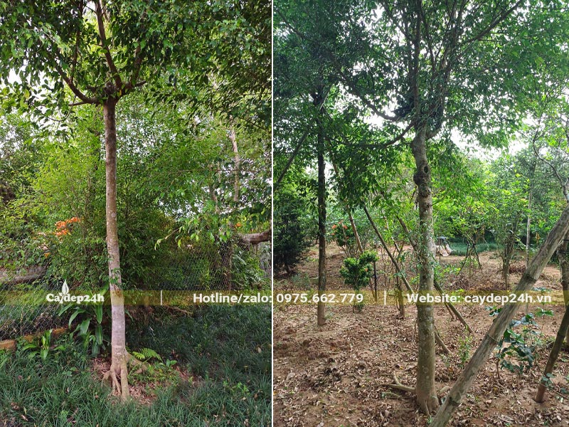 Vườn nuôi trồng cây Sanh trưởng thành đường kính gốc từ 10cm