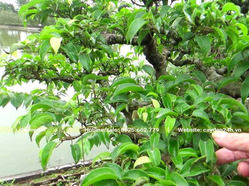 Tán lá tươi tốt, màu sắc đồng đều của Sanh lá móng