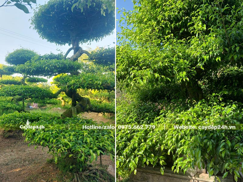 Cây Sanh Nam Điền dáng long, chiều cao khoảng 2m, tầng lá đẹp