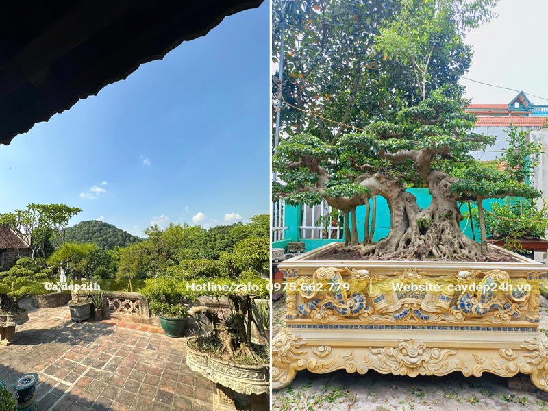 Những chậu cây Sanh bonsai trang trí sân nhà thờ, đền, miếu