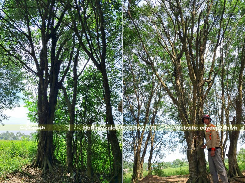 Cây Sanh trồng lấy bóng mát chiều cao từ 8 - 10m