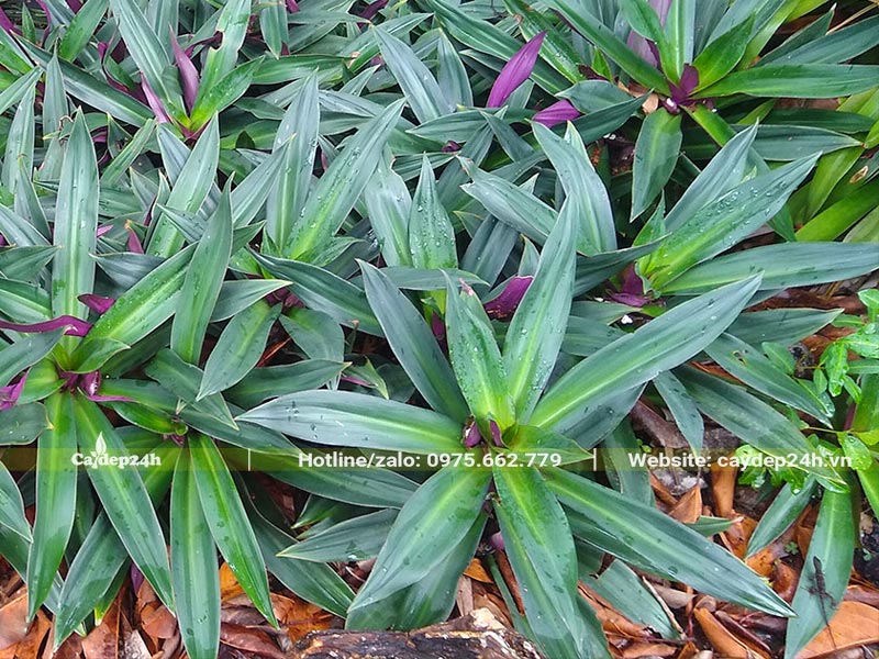 Trồng cây Sò Huyết san sát với nhau giúp phủ nền, tạo cảnh quan cực tốt