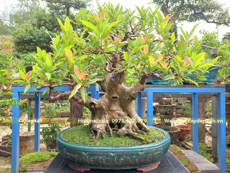 Chậu cây Sộp bonsai cao khoảng 50cm, đường kính gốc 25 - 30cm