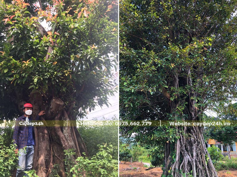Hình ảnh cây Sộp lá lớn và Sộp lá nhỏ cổ thụ