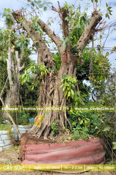 Dâm ủ bầu nổi cây Sộp cổ thụ vanh hơn 300, chiều cao khoảng 3m
