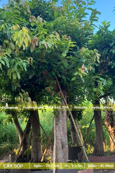 Vườn dâm ủ cây Sộp lâu năm, đk gốc từ 25 - 30cm