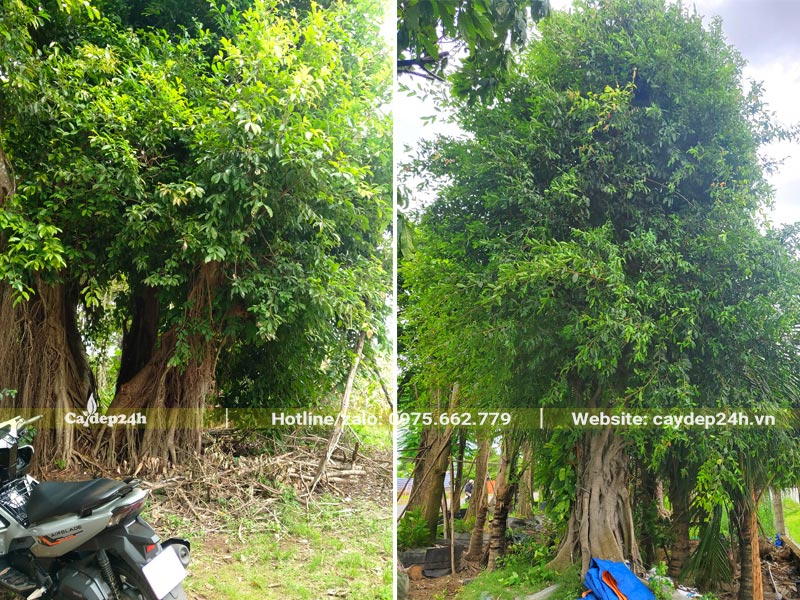 Cây Sộp lá nhỏ cổ thụ