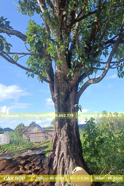 Cây Sộp cổ thụ đường kính thân đo cách gốc 1m là khoảng 45cm