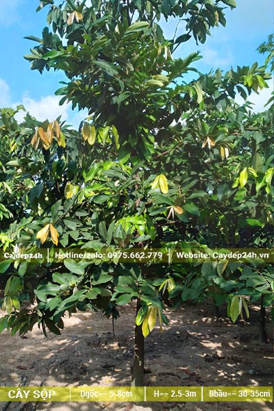 Nhà vườn nuôi trồng cây Sộp đường kính gốc 5 - 8cm