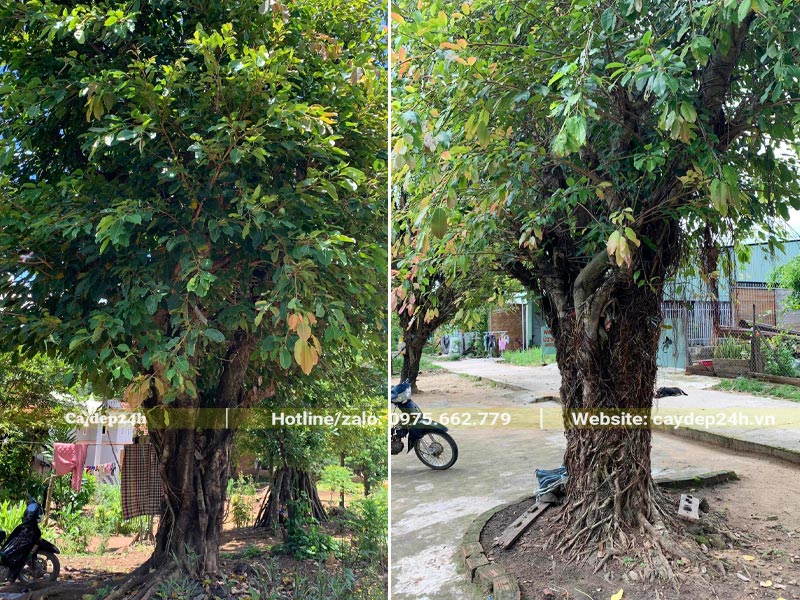 Trồng cây Sộp trong sân vườn nhà để lấy bóng mát