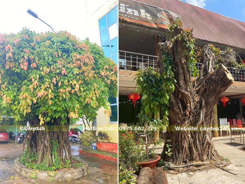 Cây Sộp cổ thụ cao khoảng 2 - 3m trồng làm cảnh cho công trình nhà máy, nhà hàng