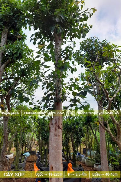 Cây Sộp dâm ủ đường kính thân khoảng 20cm đo cách gốc 1m