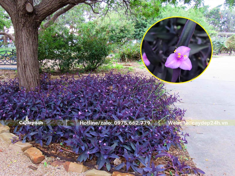 Trồng Thài Lài Tía phủ đất trống dưới gốc cây bóng mát