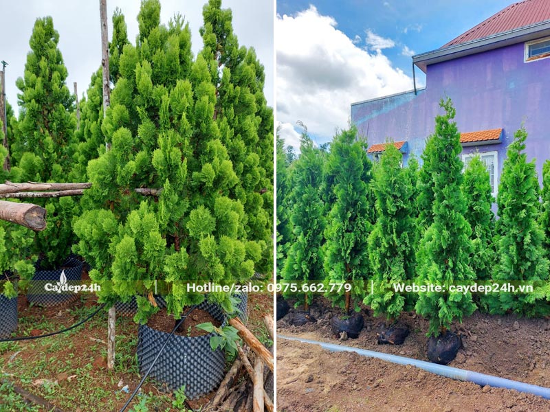 Dâm ủ cây Trắc Bách Diệp trong bầu