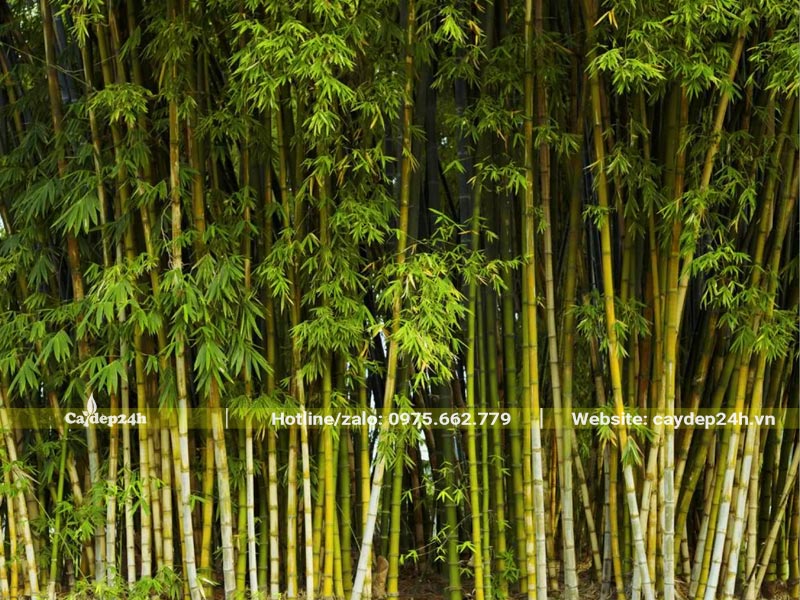 Rặng cây Tre trồng trong khu di tích lịch sử