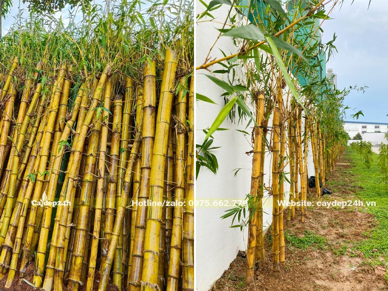 Trồng số lượng lớn cây Tre Vàng công trình, dáng thẳng đẹp, đường kính thân 8 - 12cm