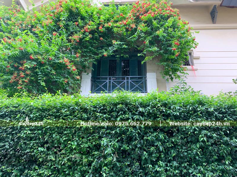 Cây trồng hàng rào thẳng đẹp và cây dây leo có hoa đỏ rực rỡ