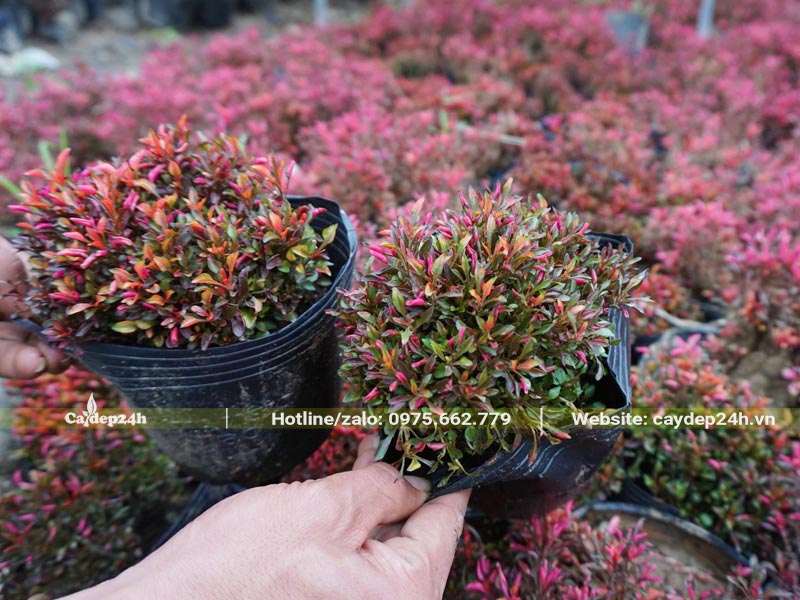 Bán cây Dền Đỏ trồng nền thảm, nuôi sẵn trong bầu, chiều cao từ 10 - 12cm