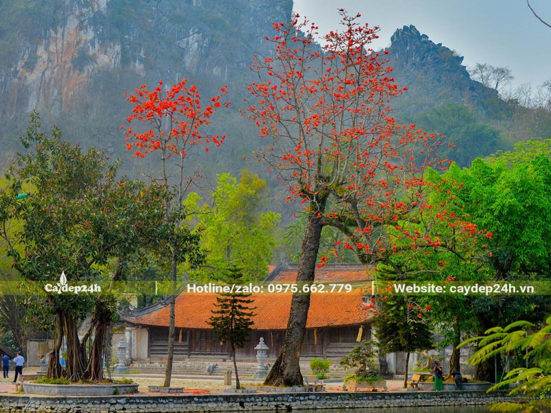 Cây hao Gạo trồng ở chùa Thầy đang vào mùa hoa nở rộ, đỏ rực cả góc trời