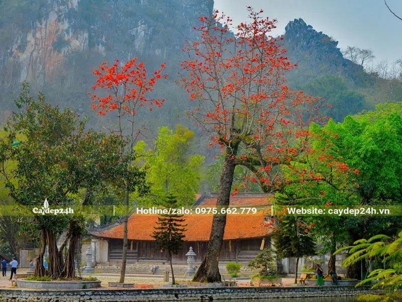 Cây hao Gạo trồng ở chùa Thầy đang vào mùa hoa nở rộ, đỏ rực cả góc trời