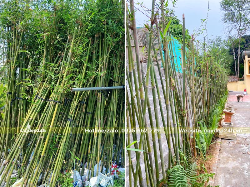Bán và trồng cây Trúc Cần câu theo bờ tường cạnh nhà
