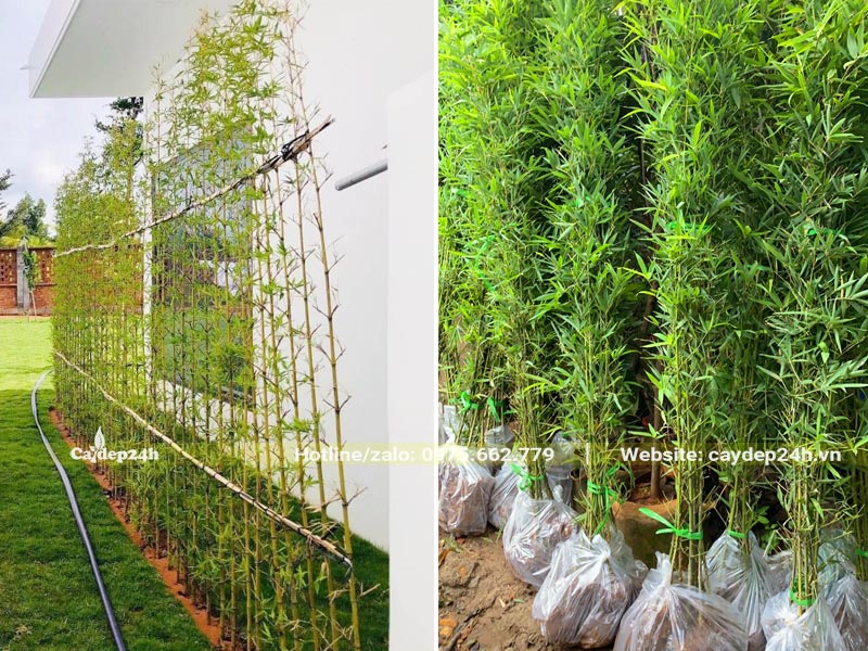 Trồng Cây Trúc Quân Tử làm hàng rào bên hông nhà