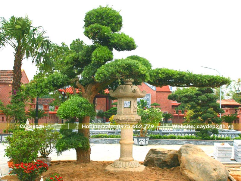 Trồng cây Tùng La Hán và trang trí sân vườn khu di tích theo phong cách Á Đông