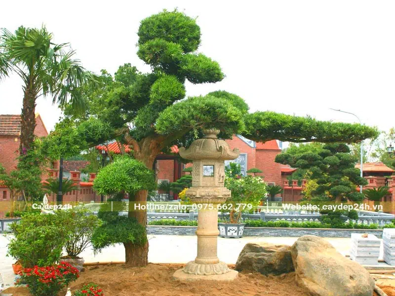 Trồng cây Tùng La Hán và trang trí sân vườn khu di tích theo phong cách Á Đông