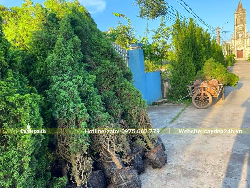 Bán và trồng cây Tùng Tháp theo tường rào gạch 