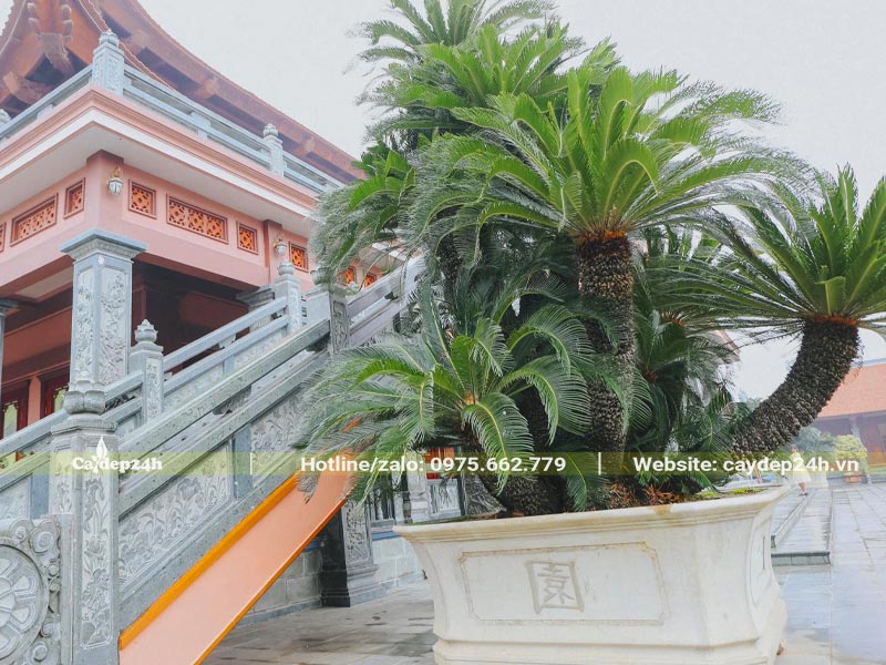 Chậu cây Vạn Tuế cổ thụ trồng bụi lớn, chiều cao hơn 2m không tính chậu