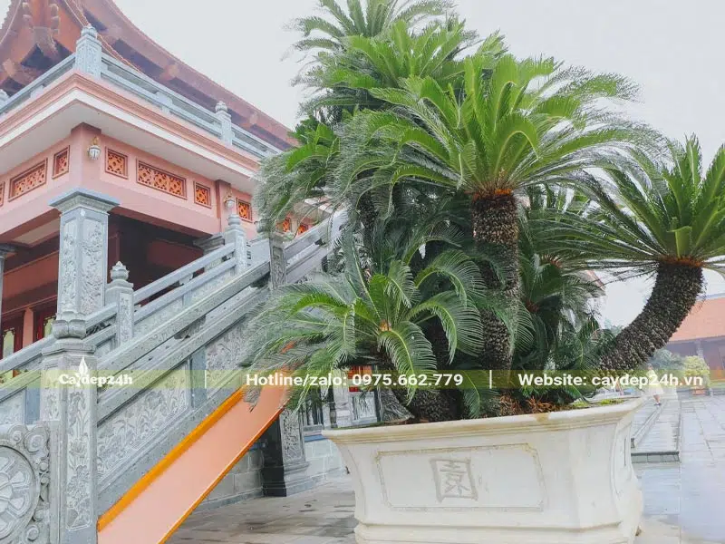 Chậu cây Vạn Tuế cổ thụ trồng bụi lớn, chiều cao hơn 2m không tính chậu