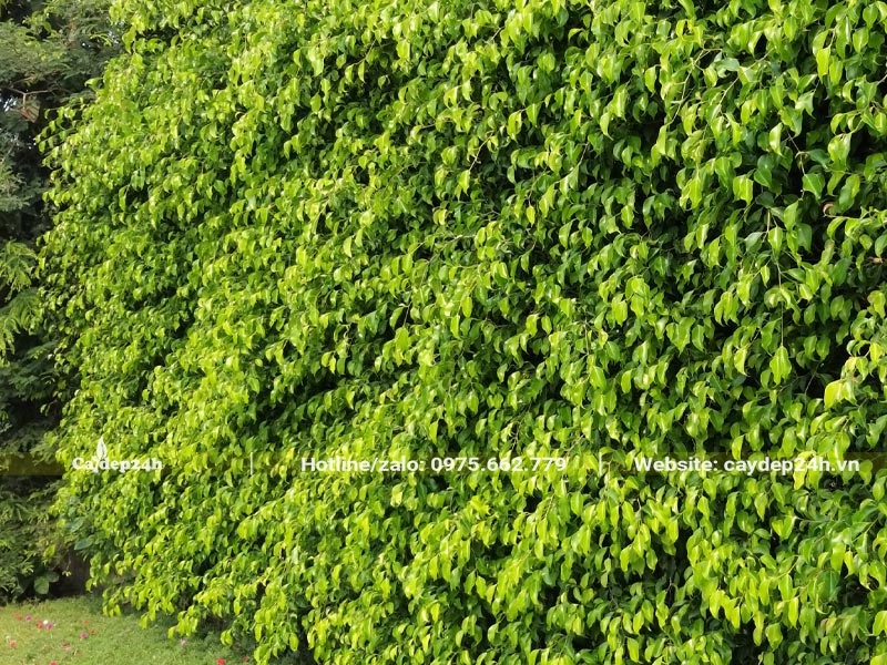 Cây Si trồng hàng rào tạo bức tường xanh sum suê, tươi tốt quanh năm