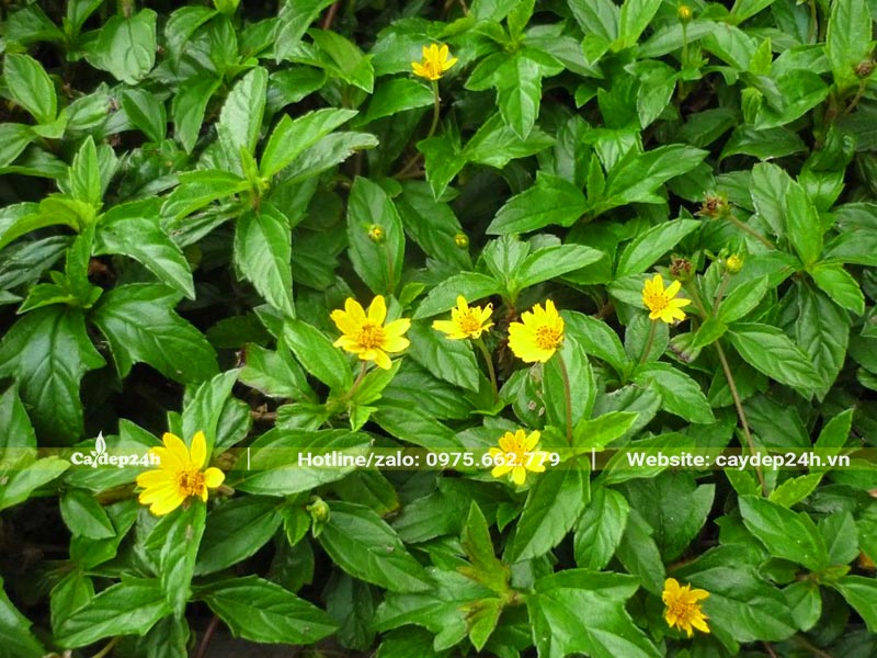 Cây cỏ Xuyến Chi trồng nền thảm xanh quanh năm, hoa có màu vàng nhìn khá giống hoa cúc