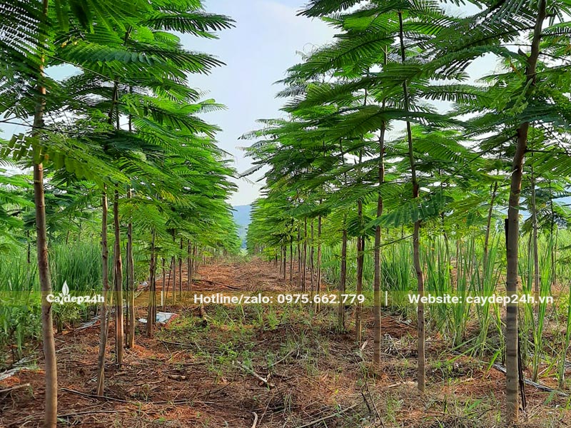 Những hàng cây Phượng Vàng giống cao 2,5 - 3m